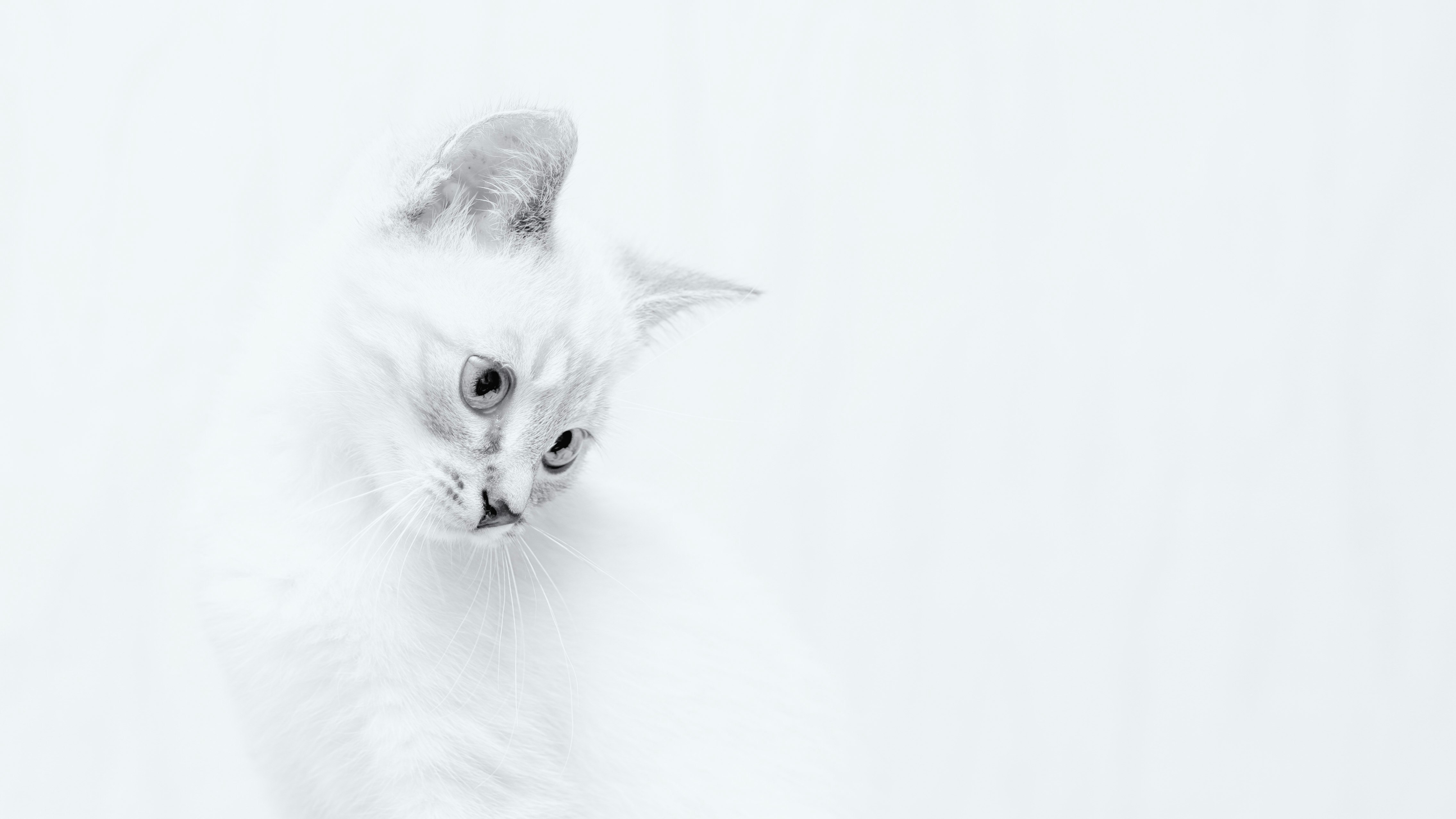 white cat